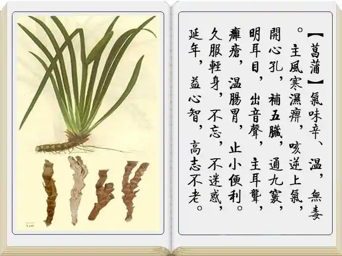 集药堂中药材批发 优质石菖蒲 热销石菖蒲支持验 量大价优