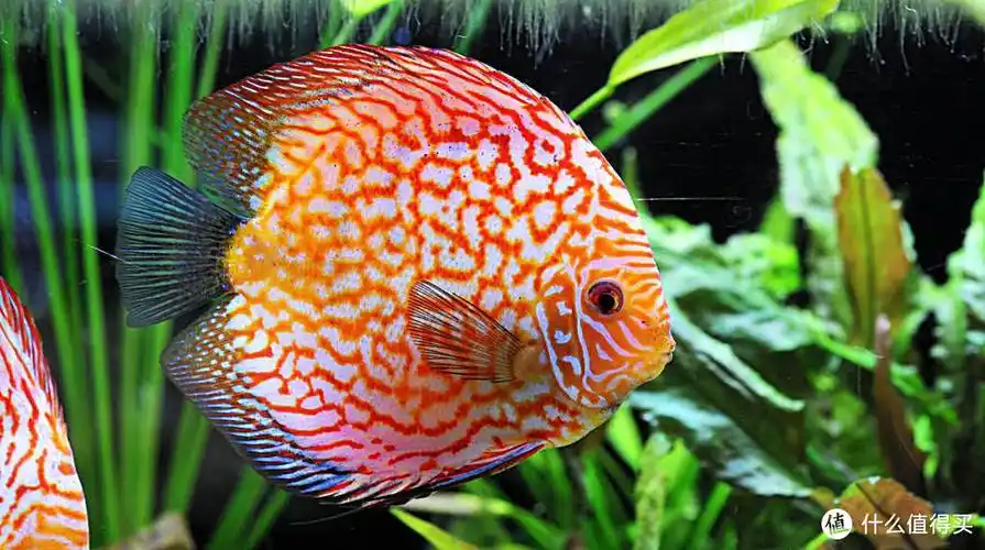 想要养好七彩神仙鱼,构筑一个良好的生态系统很重要