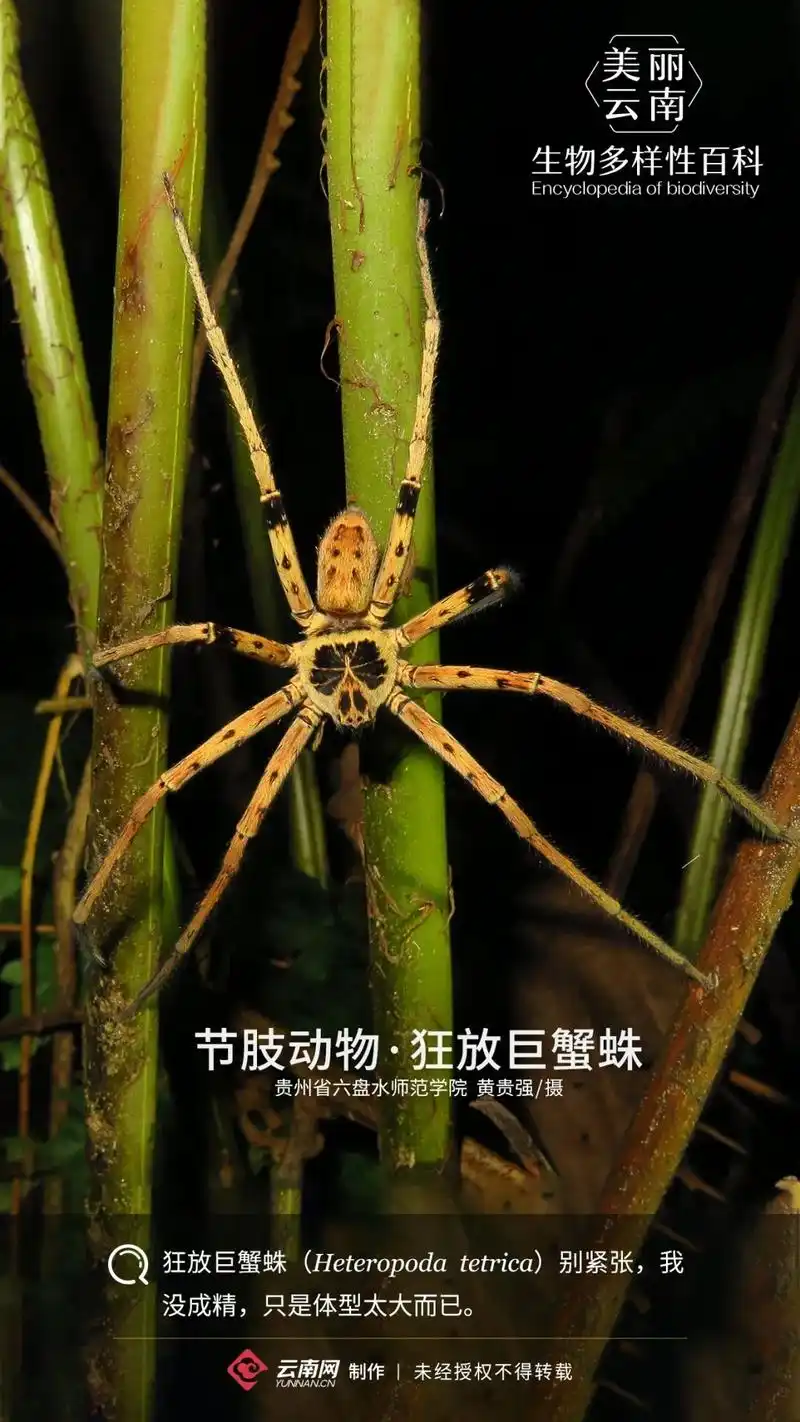 【生物多样性百科】节肢动物狂放巨蟹蛛:蛛如其名,就是这么霸气!