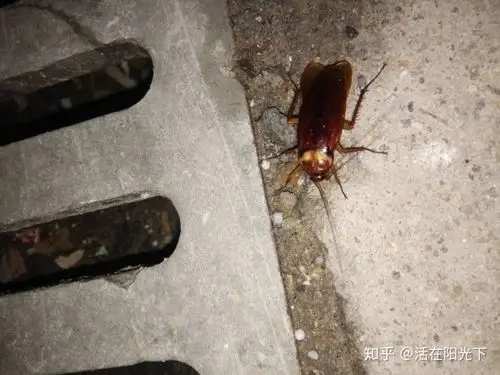 南方的蟑螂真的很可怕吗