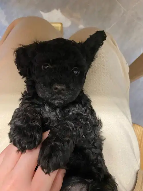 黑泰迪小时候也太可爱了吧