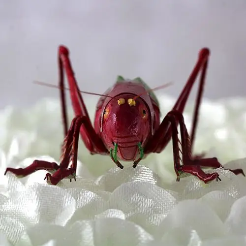 华夏一绝 国之瑰宝 秦氏绢艺 蝈蝈白菜-步步高升