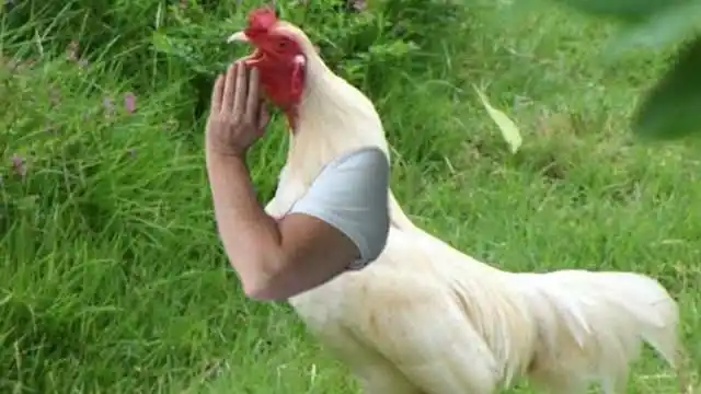 搞笑 会蹭饭的母鸡,土鸡中的"战斗机"