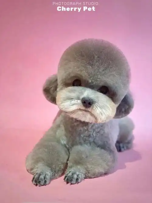 泰迪造型分享熊熊头