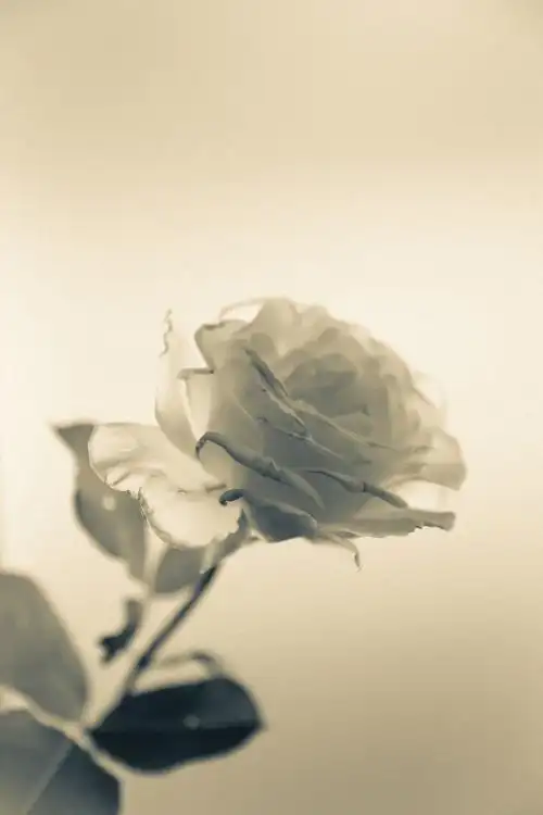 夏日一朵白玫瑰