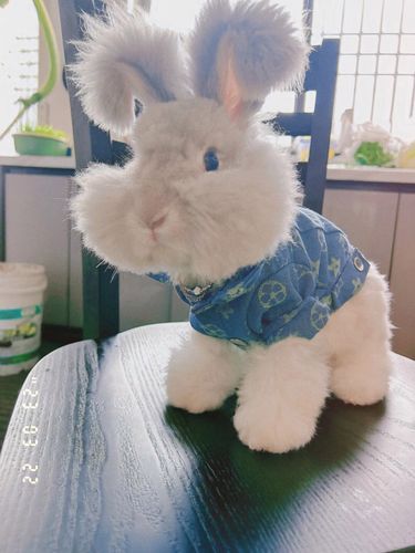 颂呵梵英系安哥拉兔 兔子活物 彩色英系安哥拉兔  宠物兔巨型安哥拉兔