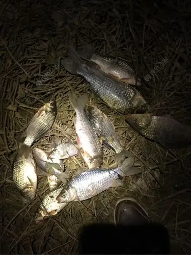 昨天晚上钓鱼确实冷!