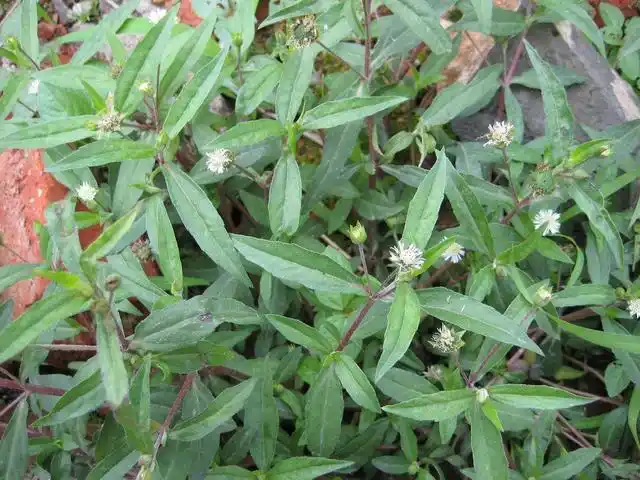 农村田边常见野草,农民用来喂猪牛,殊不知它是天然乌发草