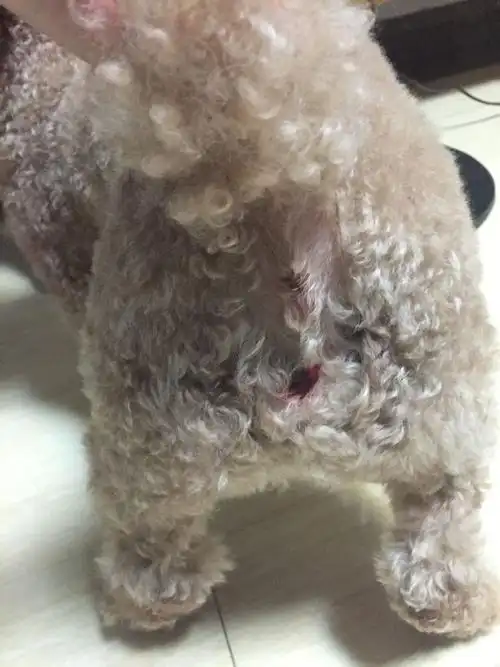 屁股洞下面流血是怎么回事?谢谢