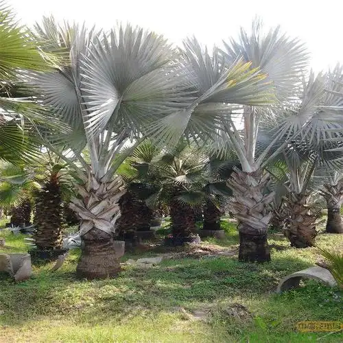 在园林绿化中可以独立成景,也可以列植或群植,霸王棕可以做行道树