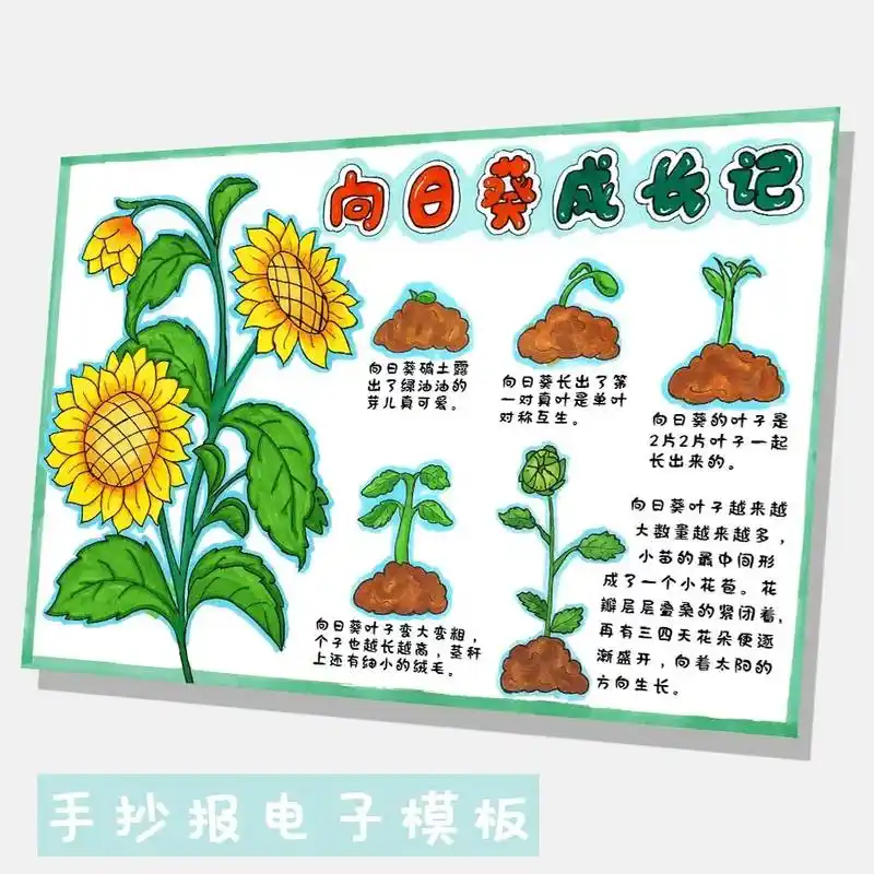 向日葵植物生长笔记-205.包含彩色原图,深色线稿和浅色线稿 - 抖音