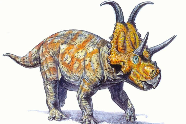 恶魔角龙北美小型角龙类长3米颅骨占62厘米