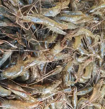 虾类精品大河虾送货上门服务