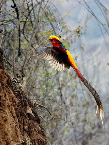飞翔的红腹锦鸡(一)