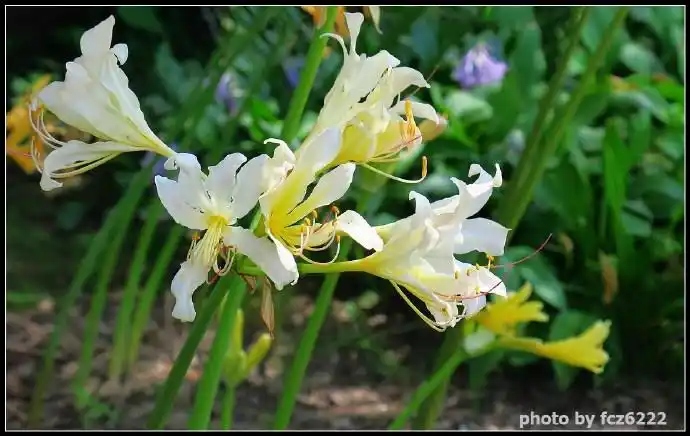 石蒜科:乳白石蒜