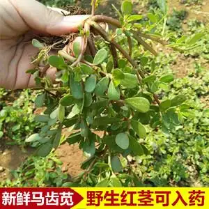 菜清凉包邮野生马齿苋3斤红根绿根嫩马蜂菜长寿菜新鲜野菜五行菜带根