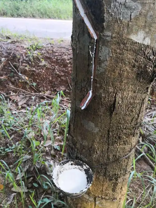 第一次见到橡胶树.