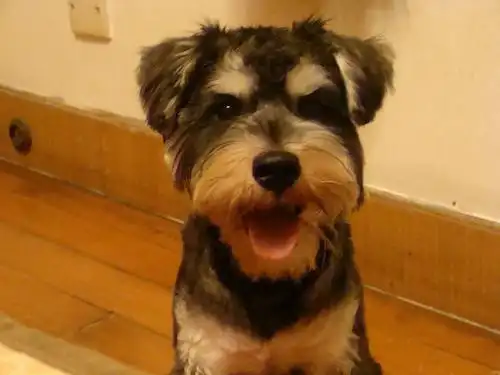 迷你雪纳瑞犬是由普通雪纳瑞犬和小型犬杂交得到的,属于梗类犬的一种