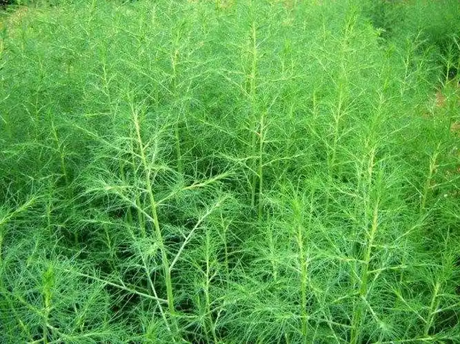 蓬子菜图片蓬子菜野菜图片