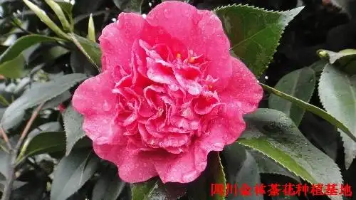 金塘茶花-七星茶花5