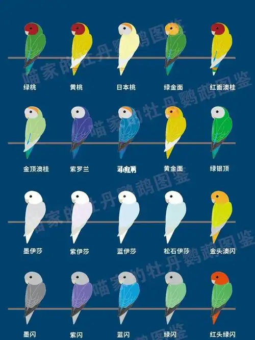 面类牡丹鹦鹉的色号继续来收图啦