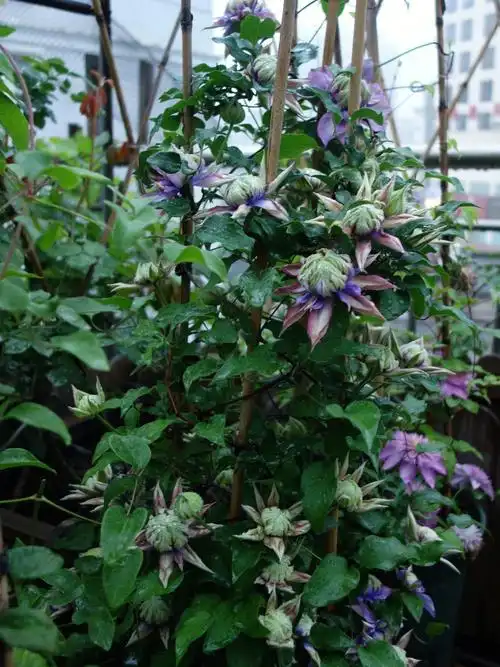 铁线莲魔法喷泉