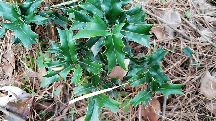 农村一种满身是刺的树见到可别害怕了解价值后也许你会喜欢