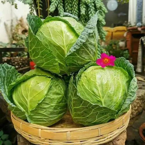 云南新鲜蔬菜农家自种甘蓝卷心菜包菜圆白菜沙拉菜现摘现发 新鲜采摘