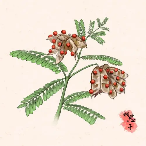 中医中草药药材