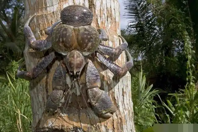 比帝王蟹还大只的叫做椰子蟹,擅长爬树摘椰子,市场价格昂贵