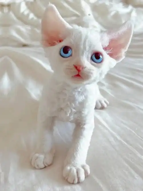 德文卷毛猫纯种黑白开脸幼崽猫咪不掉毛高智商宠物赛级血统德文猫