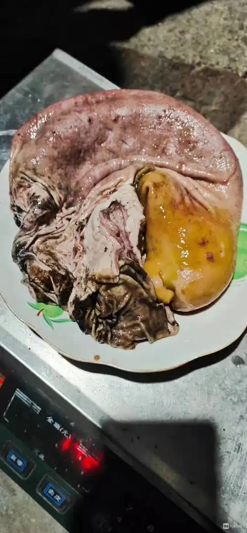 野猪肚子怎么烧 野猪肚子怎么烧能补呢