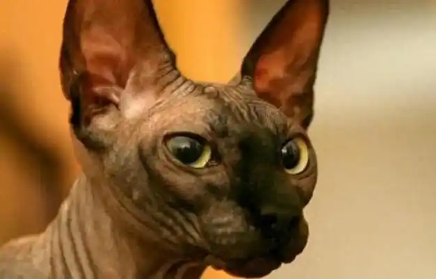 你的猫咪排第几|宠物|布偶猫|波斯猫|暹罗猫|驯养动物|英国短毛猫