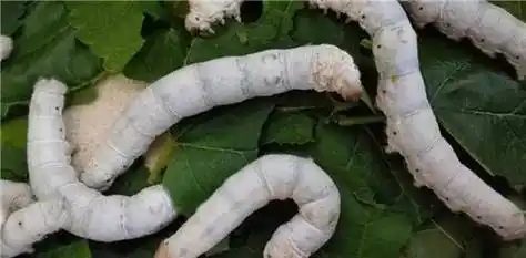 陕西村民捡到千年前"蚕宝宝",借路费主动去上交,现成镇馆之宝