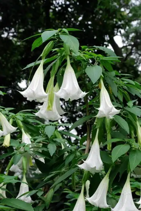 曼陀罗花闻多了会"致命"吗?