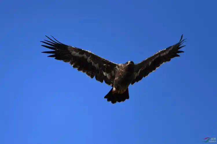 雄鹰展翅草原雕