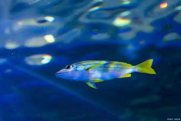 十万个小知识:有些深海鱼类为什么会发光?