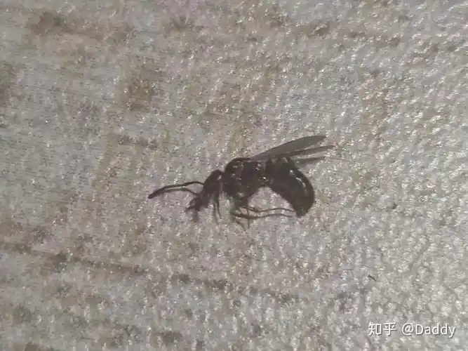 家里突然出现几只长翅膀的黑色蚂蚁各位帮我看看是什么怎么办