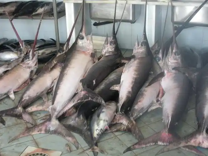 p>剑鱼(学名: i>xiphias gladius /i>),亦称"箭鱼".