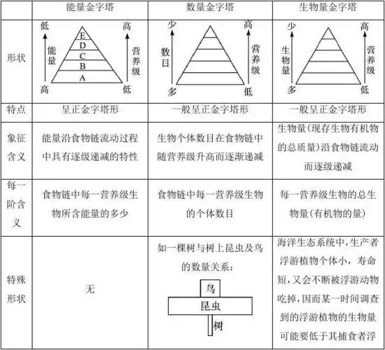 辨析比较能量,数量,生物量三种金字塔. 探究发现