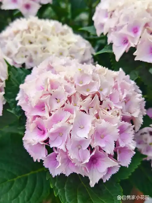 夏天最美不过绣球花,又是绣球花开时,绣球花品种魔幻海洋和蒙娜丽莎花