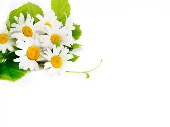 野菊花精美ppt宝藏模板下载