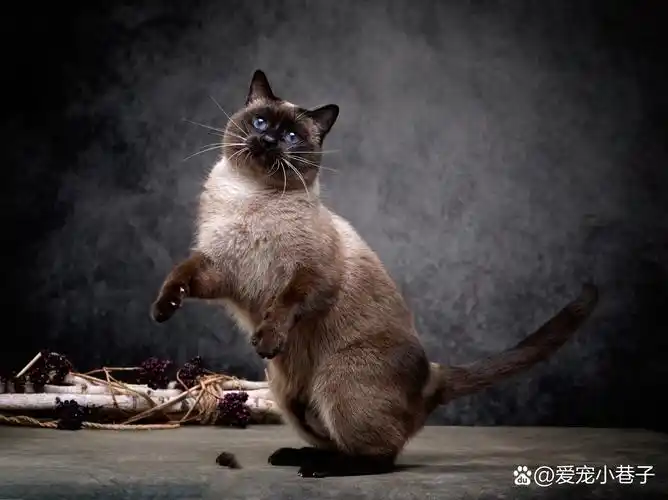 完全体海豹重点色暹罗猫你能接受吗?