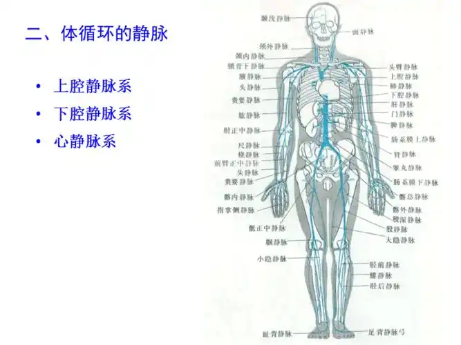 解剖医学课件2015静脉