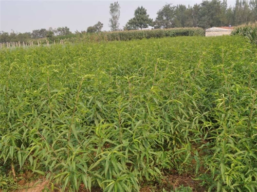 连平桃苗_连平水蜜桃苗_连平水蜜桃小苗