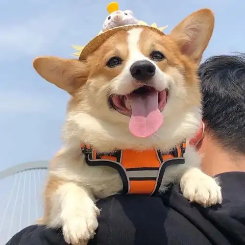 狗狗情侣头像一左一右 最近很火的狗头cp情头