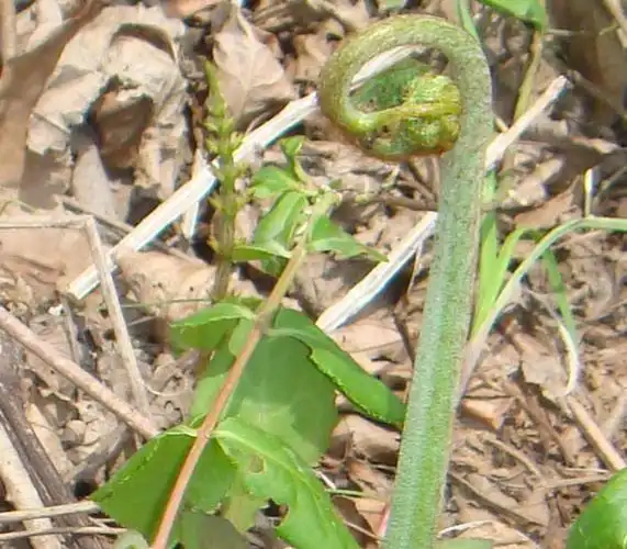野生蕨菜苗 蕨 蕨菜 拳头菜 繁殖快四季易活营养蔬菜种子厥菜种苗