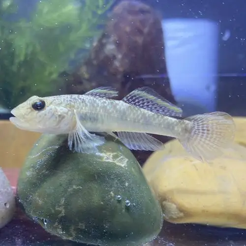 子陵李氏虾虎鱼原生溪水小鱼耐低温淡水宠物活体水族底层观赏鱼(子陵