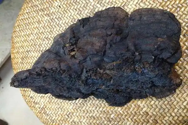 棺材菌是什么 棺材菌的资料大全