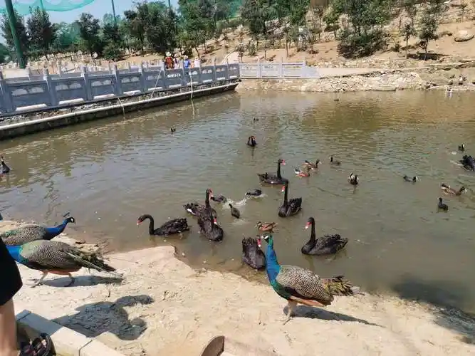 动物园里有各种猛兽萌宠